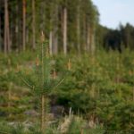 Reforestation Trees - Reforestation