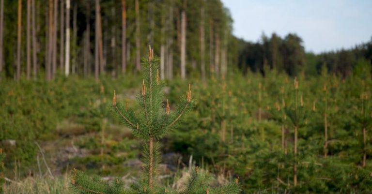 Planting for the Planet: Reforestation Efforts