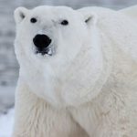 Polar Bear - Close Photography of White Polar Bear