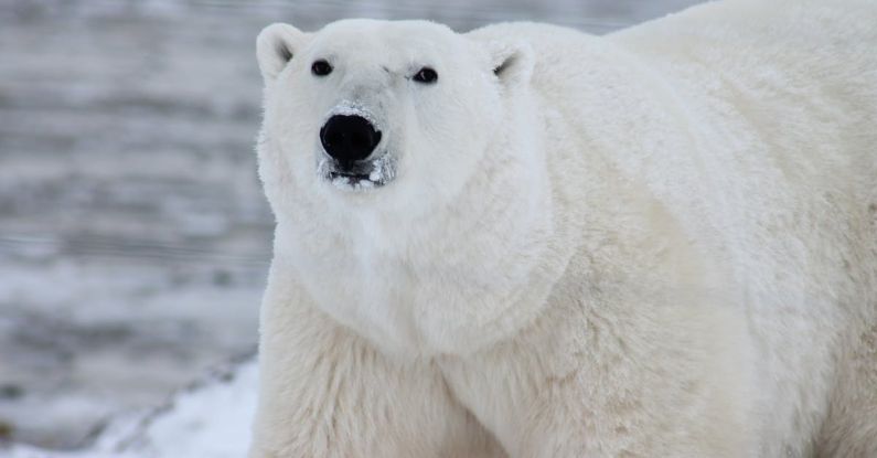 Polar Bear - Close Photography of White Polar Bear
