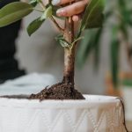 Home Composting - Green Plant on White Ceramic Pot