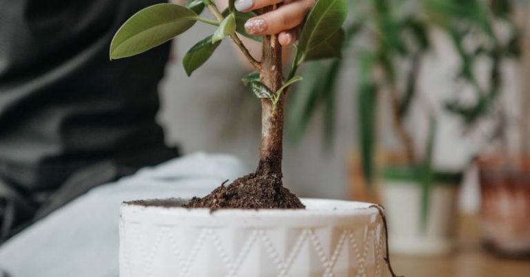 Home Composting - Green Plant on White Ceramic Pot