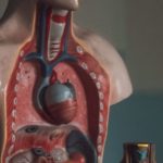 Probiotics Digestion - Mannequin of Human Digestive Tract