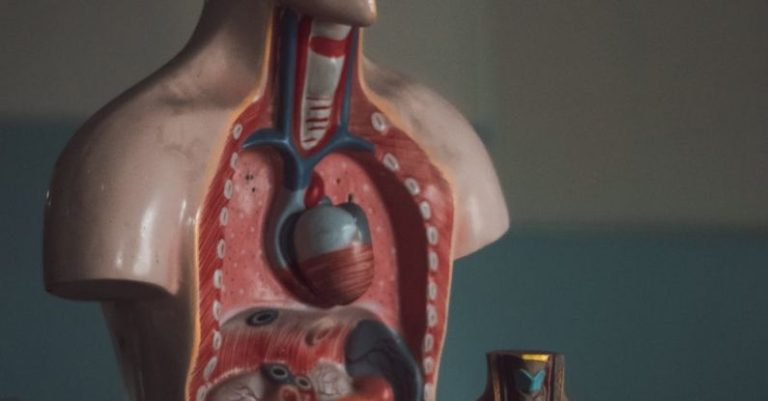 Probiotics Digestion - Mannequin of Human Digestive Tract