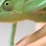 Owning Pets - A green chamelon lizard is sitting on a person's hand
