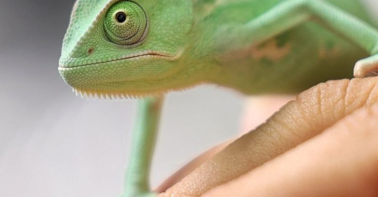 Owning Pets - A green chamelon lizard is sitting on a person's hand
