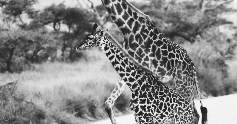 Safari Animals - Giraffes Walking on Road