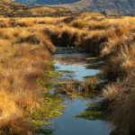 New Zealand Mountains - A stream runs through a grassy field with mountains in the background