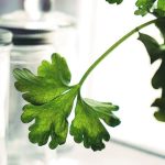Kitchen Garden - Parsley