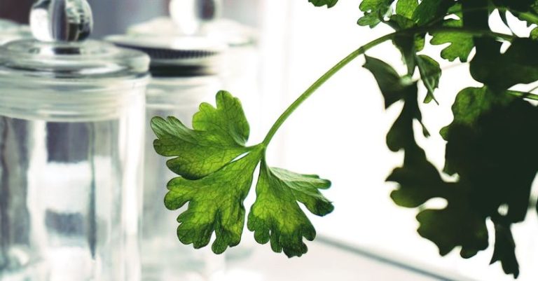 Kitchen Garden - Parsley