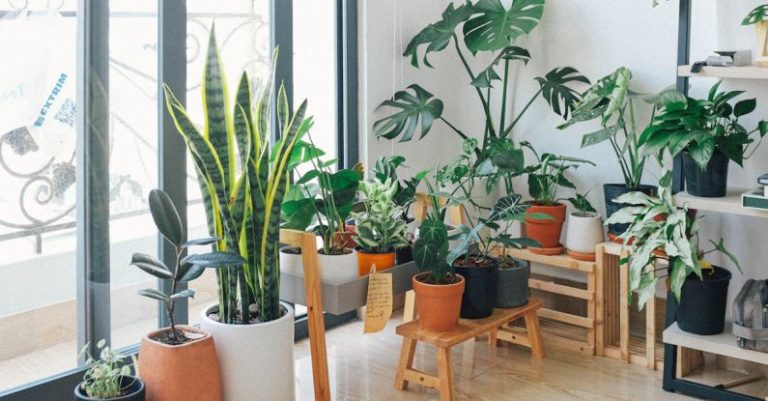 Indoor Plant Guide for Beginners