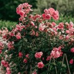 Roses Garden - Rosengarten
