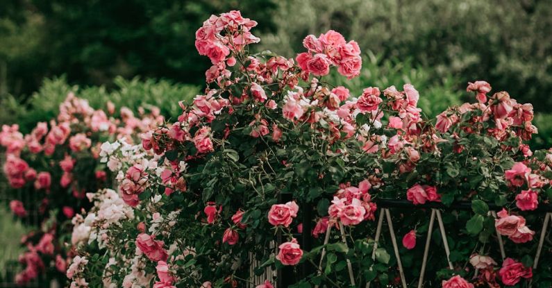 Roses Garden - Rosengarten